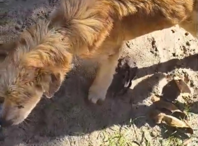  Cão abandonado em imóvel à venda morre após denúncias e caso gera revolta em Camaçari