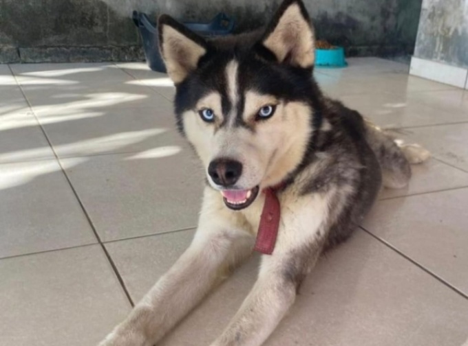 Cão desaparecido é encontrado em Areias após mobilização de moradores de Jauá