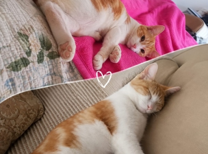  Gatinho Lelêu desaparece em Catu de Abrantes e família pede ajuda para encontrá-lo